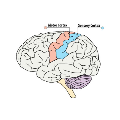 Сма мозга. Проекционные зоны коры головного мозга. Sma Brain. Kc0005s Cortex. Stretch Brain.