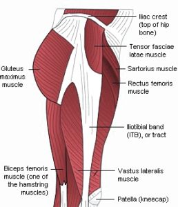 Gluteus-Maximus-Pictures